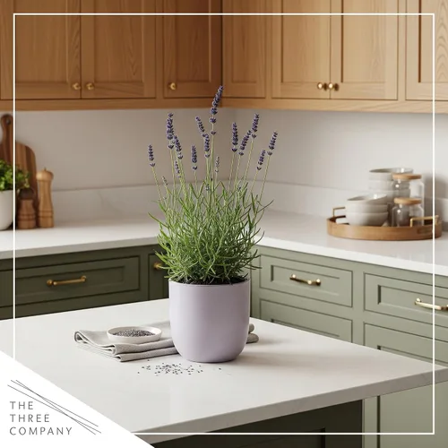 Vista 8 de Hierba aromática y comestible viva, lavanda (4 por paquete), potenciador natural del sueño, 6 pulgadas de alto por 4 pulgadas de ancho en 1 pinta