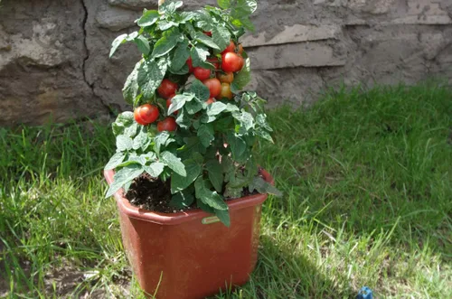 Vista 3 de Semillas de tomate enano rojo de interior determinan vegetales no transgénicos para plantar