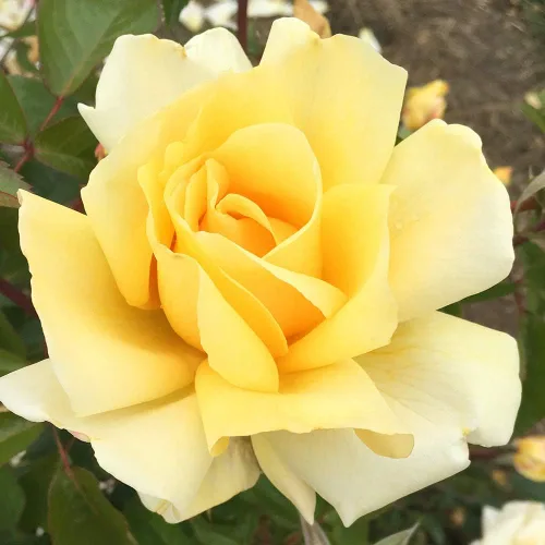 Vista 8 de Rosas de té híbridas de reliquia, planta de raíz propia, Eleganza® Winter Sun Sol de invierno Eleganza