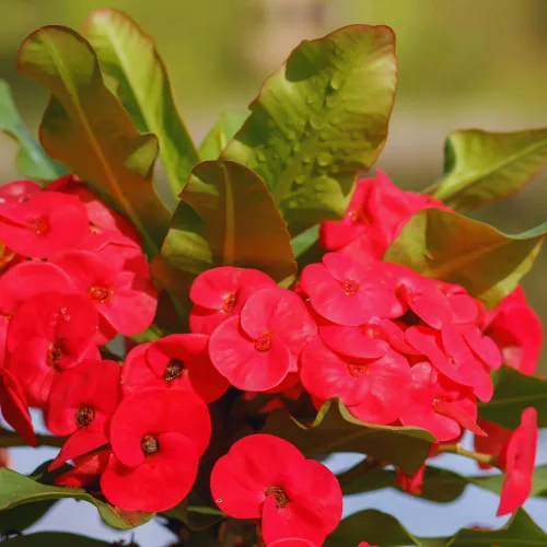 Vista 7 de Red Euphorbia - Planta viva de corona de espinas, planta viva de corona de espinas, 4 unidades en maceta, planta suculenta viva para jardinería