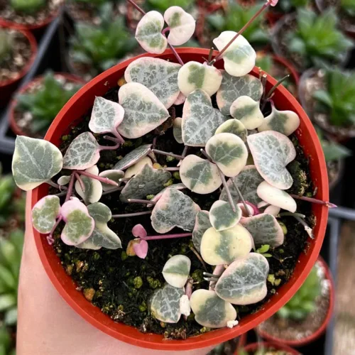 Vista 3 de Ceropegia Woodii Cadena de Corazones Variegada Planta Viva, Suculenta Trepadora, Planta de Interior Viva en Maceta