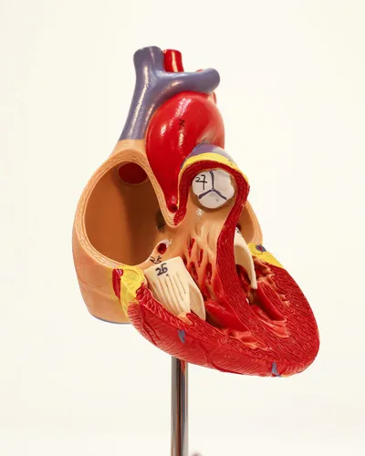 Vista 7 de Modelo de corazón humano de tamaño real de Axis Scientific, diseño magnético de 2 partes con 34 estructuras internas claramente rotuladas, montado