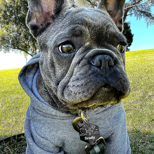 Vista 6 de Placa de identificación personalizada para perro con 5 líneas con grabado personalizado y profundo de acero inoxidable duradero, tamaño pequeño