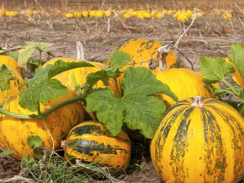 Vista 2 de Semillas Moscatel Calabaza Vitamina Rayas - Ornamentales - Vegetales de reliquia - Sin OGM