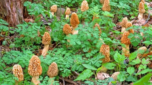 Vista 4 de Esporas de hongos Morel 1.41 oz en bolsa de aserrín - Morchella Esculenta, kit de cultivo de hongos True Morel, esporas de hongos morel frescos