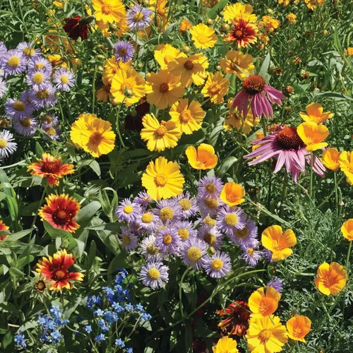 Vista 9 de Bentley Seed Flower Mix - Mezcla de semillas de polinizador con 5 paquetes de semillas de flores silvestres, semillas polinizadoras sin OMG