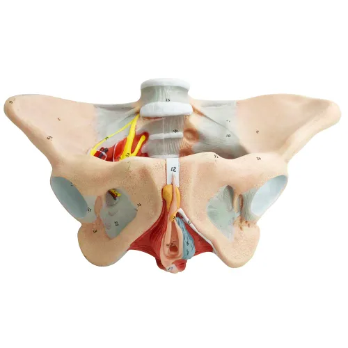 Vista 2 de Modelo de pelvis femenina con músculos del piso pélvico Modelo perineal Todo en uno Modelo de anatomía femenina 1: 1 Tamaño natural Esqueleto humano