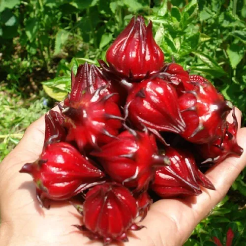 Vista 5 de Roselle Rojo (Hibiscus sabdariffa) - Paquete de 50 Semillas