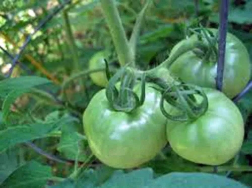 Vista 3 de Tomate, Rutgers, reliquia, 25 semillas, deliciosa fruta roja sabrosa
