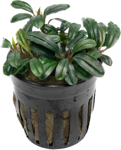 Vista 28 de SubstrateSource Bucephalandra Brownie Phantom - Planta de acuario viva – Decoración natural de pecera de agua dulce, decoración acuática