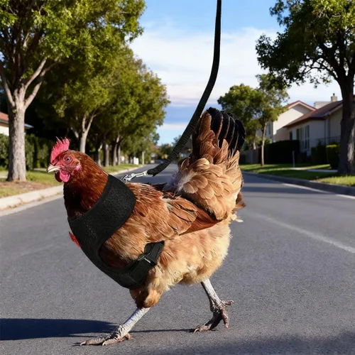 Vista 4 de Juego de arnés y correa para pollo, malla ajustable, transpirable, arnés de entrenamiento de pato, correas para mascotas, correas para ganso Negro