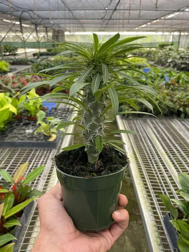 Vista 20 de Succulent Elephant Bush - Planta viva Plantas de interior en maceta de 4 Suculento Elefante Arbusto
