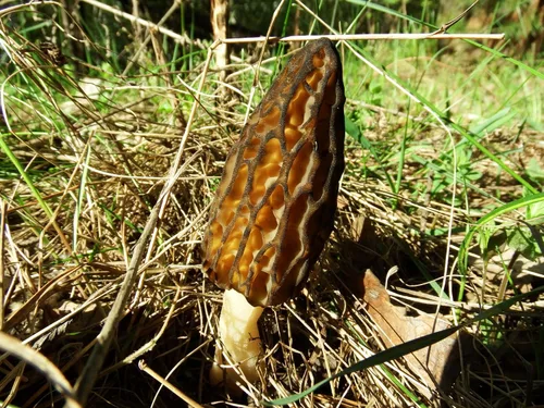 Vista 5 de Sporas Black Morel Setas Semillas Micelio Spawn Crecer Bonsái Secado No GMO