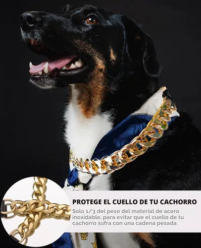 Vista 4 de Collar de perro de cadena dorada – Collar de perro de eslabones cubanos de metal de 7/8 pulgadas de ancho con cinturón de cuero, ligero protege
