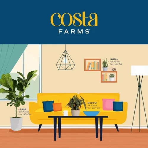 Vista 9 de Costa Farms Ficus Lyrata, higo vivo de hoja de violín, árbol de interior, Jardinera de decoración