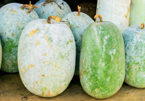 Vista 2 de Semillas de calabaza de cera redonda gigante, 25 piezas de semillas de jardín