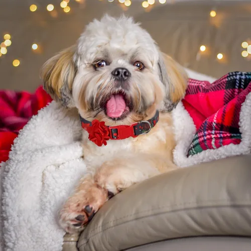 Vista 9 de Collares navideños para perros con flor roja extraíble, collar de perro pequeño para perras hembras