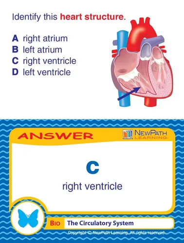 Vista 6 de NewPath Learning El juego del centro de aprendizaje del sistema circulatorio - Grados 6-9