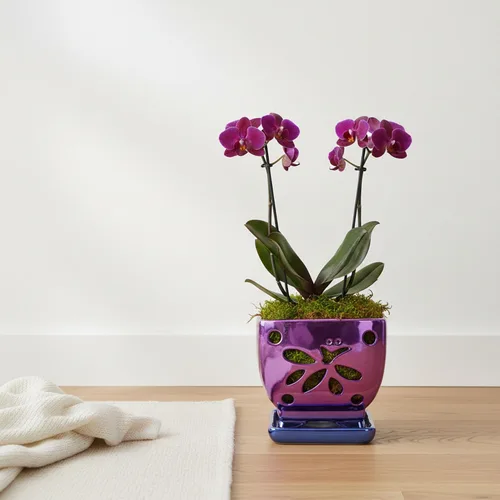 Vista 7 de Macetas de orquídeas con agujeros cuadrados de cerámica para orquídeas de Púrpura