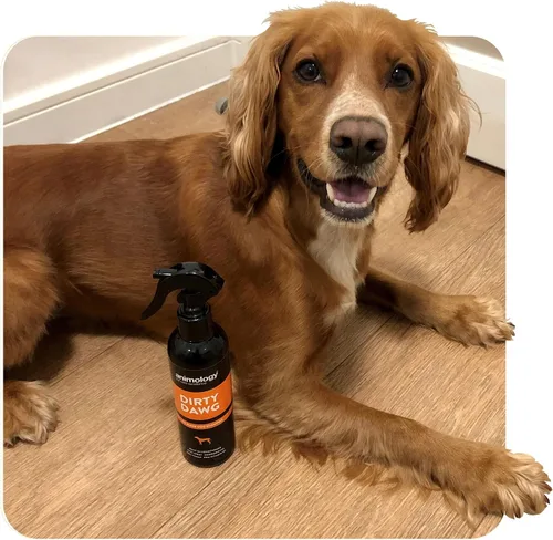 Vista 7 de Animology Sucio Dawg Champú Sin Enjuague 8.5 fl oz
