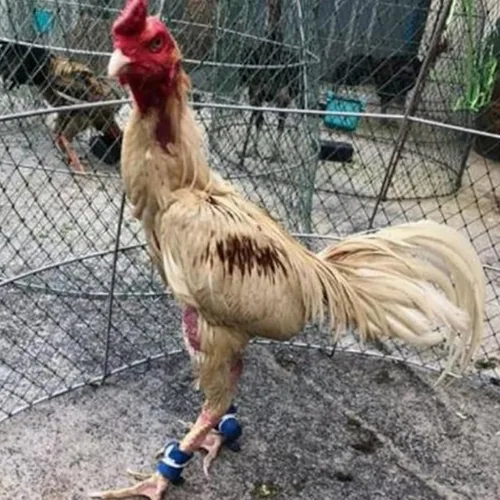 Vista 3 de Suministros para Gallos de Pelea Calzado para Pollos Accesorios de Gallos Suministros para Pollos Suministros para el Cuidado de Aves de Corral