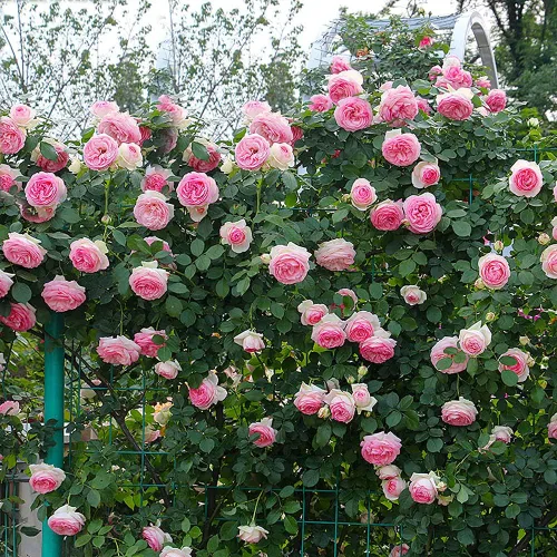 Vista 3 de MOCCUROD - 100 semillas de vid de rosas trepadoras, crecimiento increíble y hermosas rosas