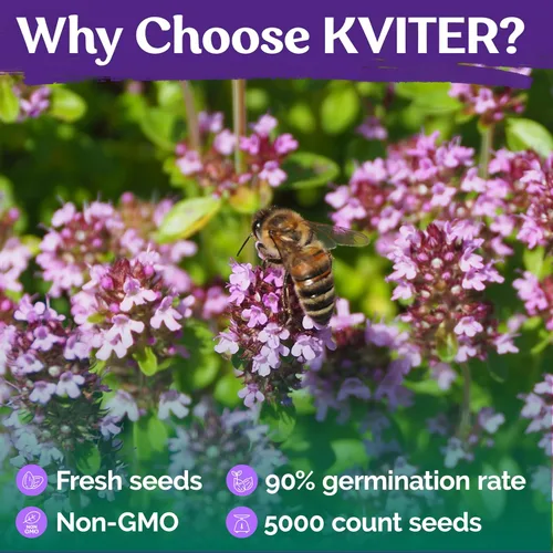 Vista 5 de KVITER 5000 semillas de tomillo rastrero morado para plantar (Thymus serpyllum), semillas de tomillo rastrero reliquia, plantas de cobertura