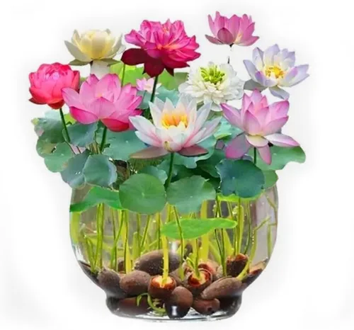 Vista 3 de 10PCS Mini Lotus Seeds Color Mixto Jardín Bonsái Semillas de Flores Heirloom