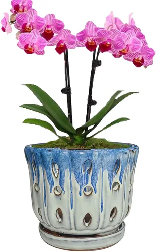 Vista 9 de Maceta de cerámica para orquídeas con agujero de drenaje de 6'' (Cubierta azul, blanca)