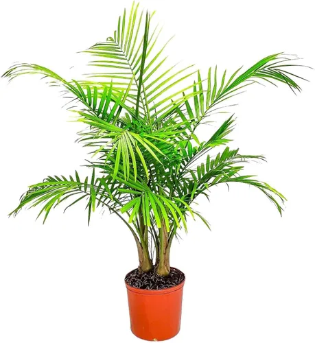 Vista 8 de European Fan Palm - Tropical Plants of Florida - Planta de palmera viva, altura total de 30 a 36 pulgadas (solo planta)