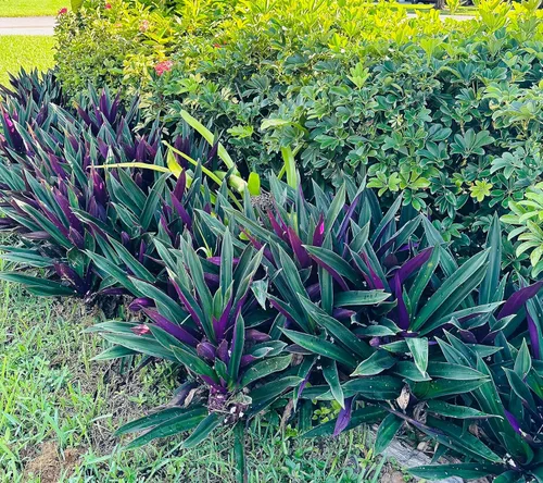 Vista 2 de Dos plantas vivas para exteriores, planta de ostras morada y verde, crece a planta exterior de altura media, planta pequeña joven