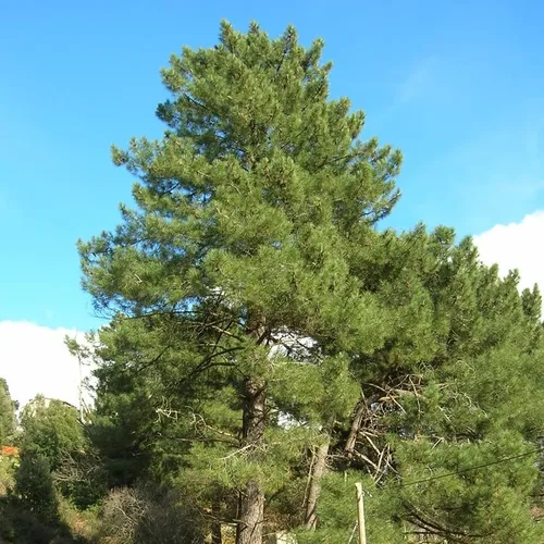 Vista 5 de Pinus Pinaster (pino marítimo, pino racimo), apariencia atractiva, follaje de hoja perenne, semillas de MySeeds.Co, elige la cantidad (0.5 onzas)