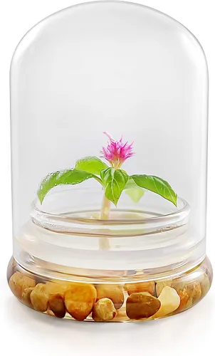 Vista 3 de Terrario de flores vivas, cero cuidado, ideal para el trabajo, el hogar, regalo único. Larga duración