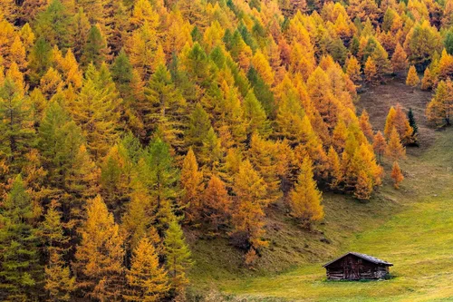 Vista 6 de 25 semillas europeas de alerce pino perenne Larix Decidua