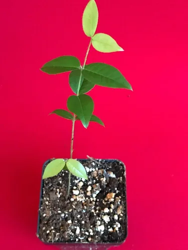 Vista 2 de Planta De Árbol Frutal Rojo Híbrido Jaboticaba Myrciaria Plinia cauliflora x aureana