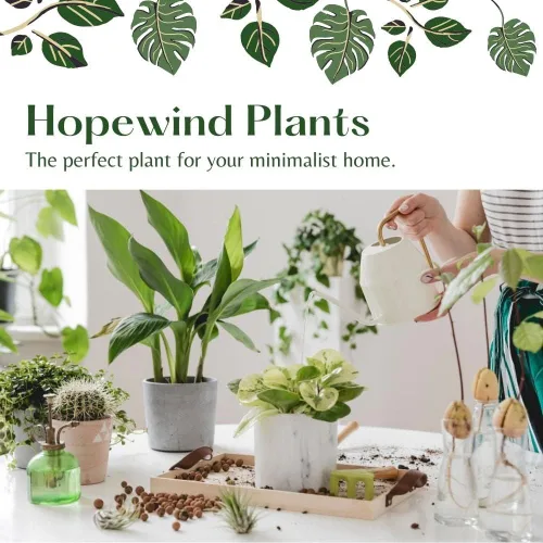 Vista 3 de planta viva, suculenta, planta de pepinillo, maceta de 4 pulgadas - Hopewind Plants Shop