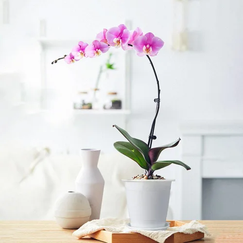 Vista 5 de Macetas de Orquídeas Transparentes de 4 Pulgadas con Agujeros que Combinan con Macetas de Orquídeas de Plástico Blanco, Juego de 2, Macetas