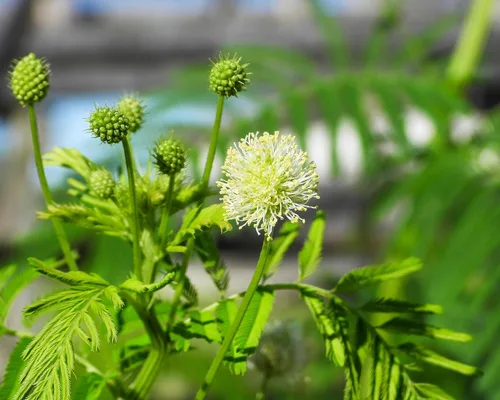 Vista 7 de 100 ILLINOIS BUNDLEFLOWER Prairie Mimosa Desmanthus Illinoensis Semillas de flores