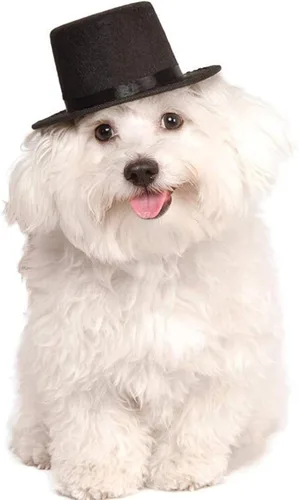 Vista 2 de HUYADAPI Pajarita para mascotas, ajustable, formal, corbata para el cuello y disfraz de la compañía de disfraces, sombrero de copa para gatos