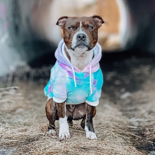 Vista 3 de Spark Paws Sudadera con capucha para perro, suéter de primera calidad para perros pequeños, medianos y grandes Trajes cálidos para bulldogs