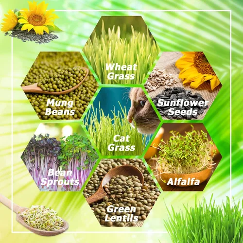 Vista 6 de Legigo Paquete de 2 Bandejas Germinadoras de Semillas con Tapas - Bandeja de Germinación de Cultivo Sin Suelo, Bandejas de Cultivo de Microvegetales