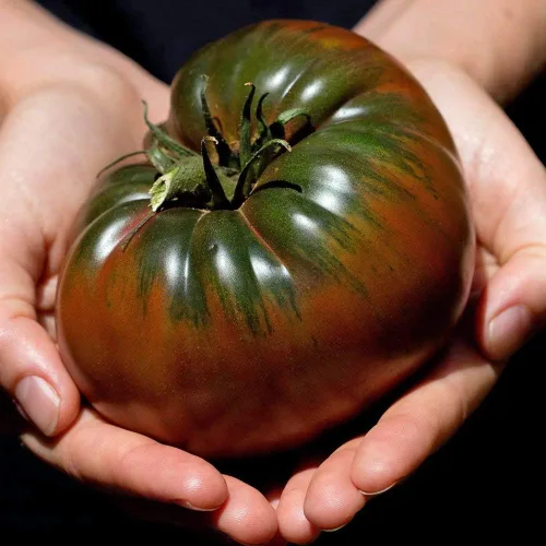 Vista 2 de Black Krim - Semillas de tomate cultivadas en Estados Unidos Russian Black Krim Heirloom 30+