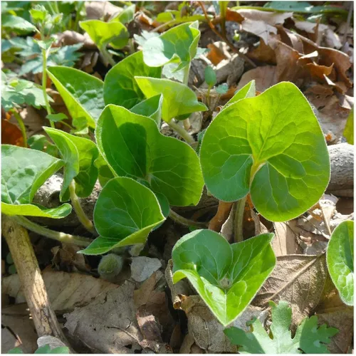 Vista 3 de everwilde explotaciones – Wild Ginger Native Wildflower semillas – El oro Vault