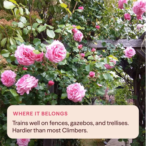 Vista 7 de Rosas trepadoras de reliquia, planta de raíz propia viva para jardín al aire libre, Aloha, muy fragantes, zonas de rusticidad 5 a 10, floración