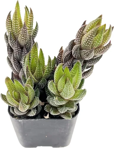 Vista 8 de Plantas suculentas vivas de 2", Aeonium 'Superbang', suculentas mini en maceta, planta de interior de fácil cuidado, regalos únicos, decoración