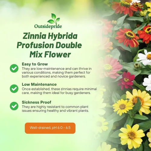 Vista 3 de Outsidepride - Zinnia, 25 semillas anuales, Hybrida Profusion Double, flores para plantar