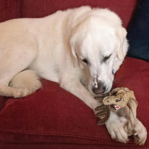 Vista 13 de SPOT Dura-Fused - Anillos de cuero de animales – Juguete de cuerda para perro, hecho con cuero real y tela de yute, anillo de cuerda duradero es