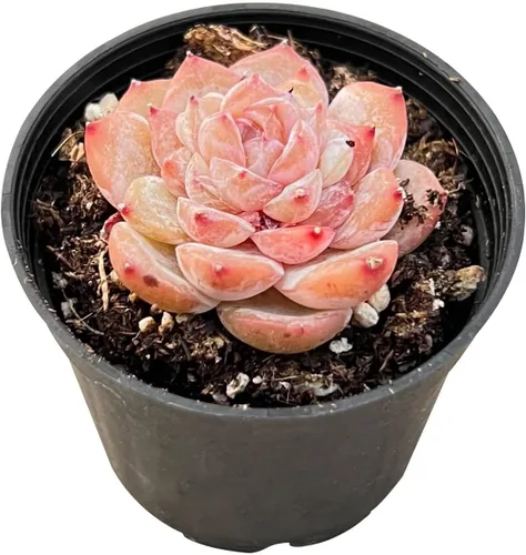 Vista 18 de Plantas suculentas vivas de 2 pulgadas, cactus con cono de pino, mini suculentas en maceta, planta de interior de fácil cuidado, regalos únicos
