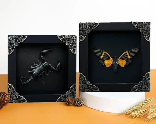 Vista 156 de 2 Real Dragonfly Specimens Shadow Box Framed Insect Display Oddities Curiosities Entomology Collection Natural History Wall Decor Gift for Nature