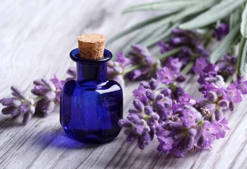 Vista 9 de Planta de lavanda inglesa Hierbas no transgénicas para plantar